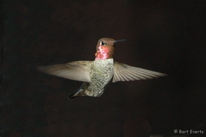 DSC_1185a.jpg - Male Anna's Hummingbird